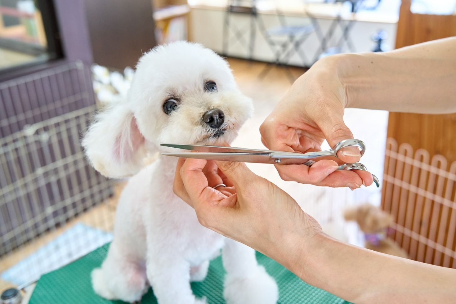 Choosing the Best Grooming Accessories for Your Pet